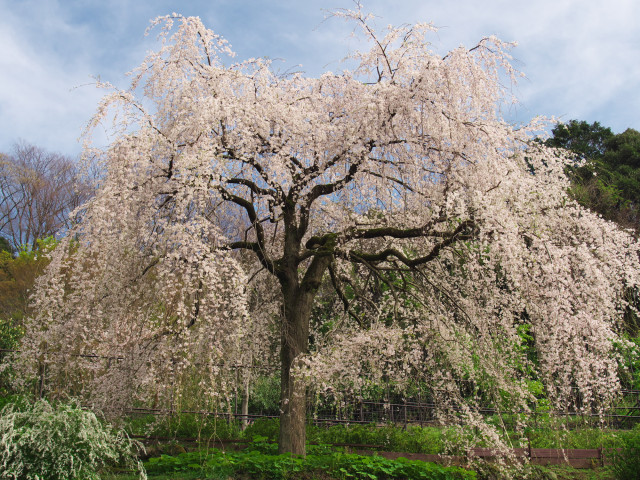 長興山 紹太寺（しだれ桜）